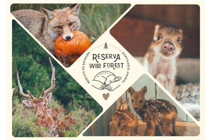 Lee más sobre el artículo Entrevista a la Reserva Wild Forest
